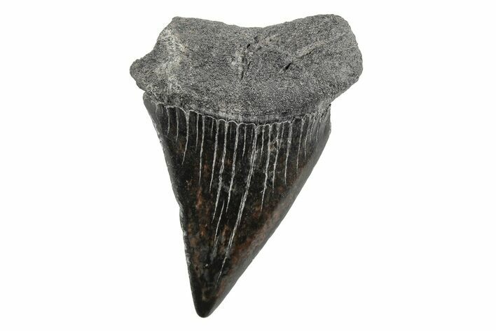 Fossil Broad-Toothed Mako Tooth - South Carolina #214633